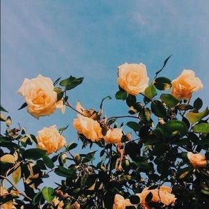 Meet your Posher, Gabrielle